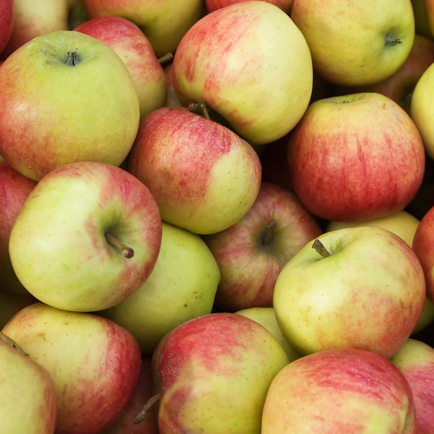 Apple Jonagold (7.5L, 4-5ft)