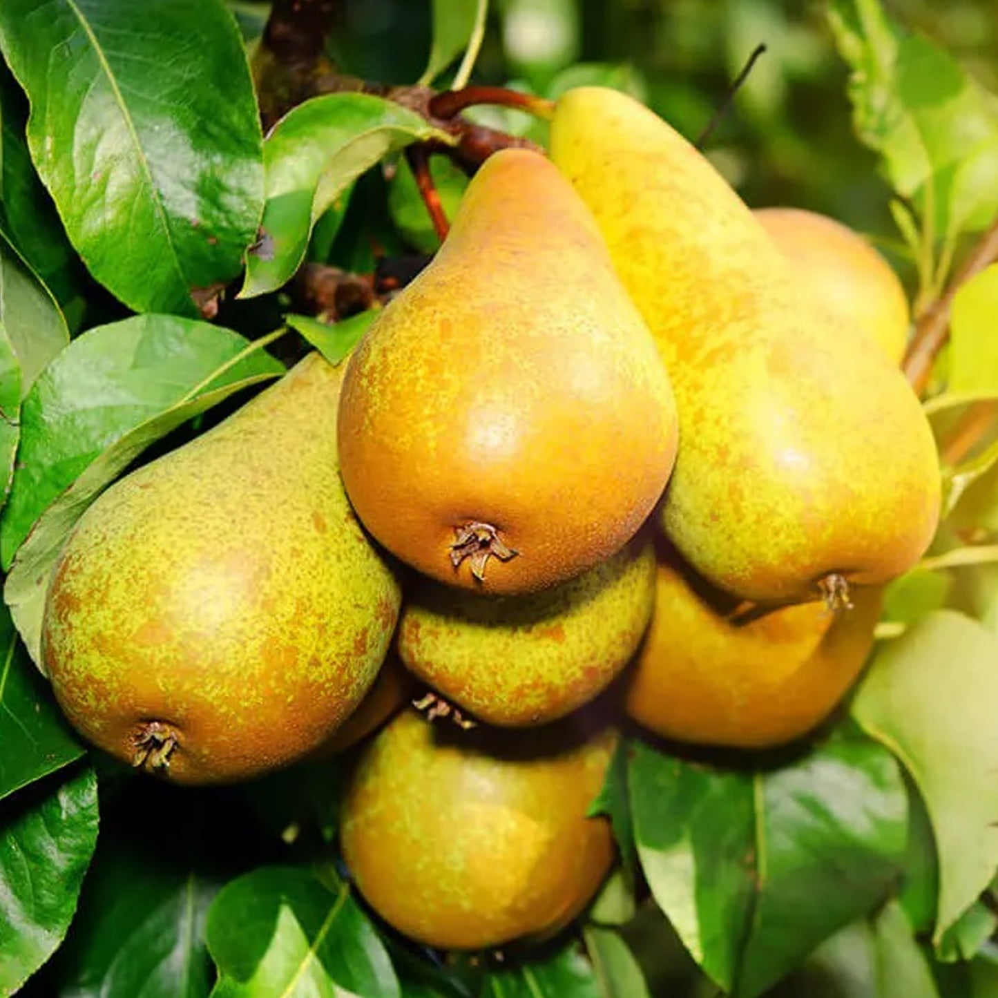 Pear Williams Tree (7.5L, 4-5ft)