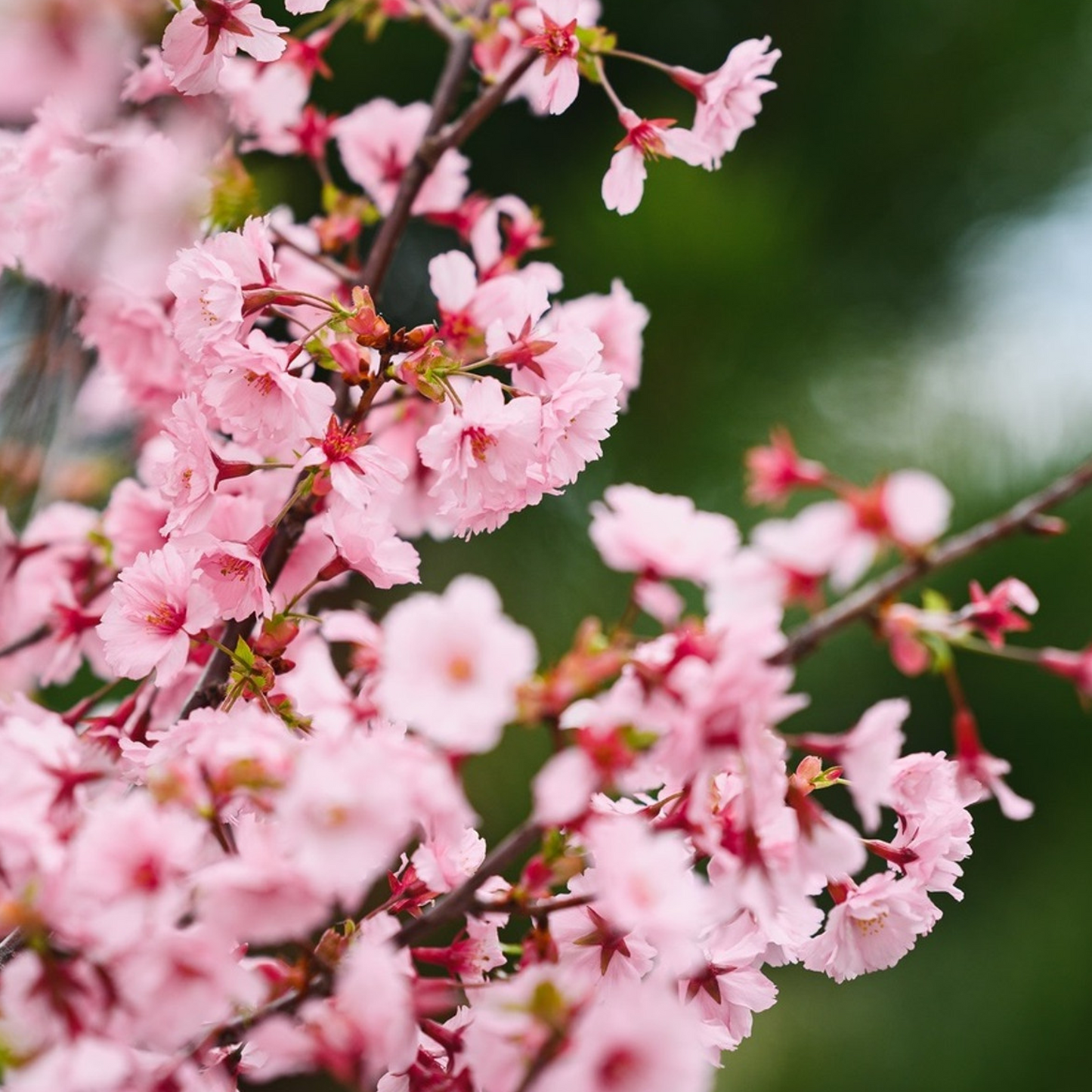 Prunus First Blush (12L, 5-6ft)