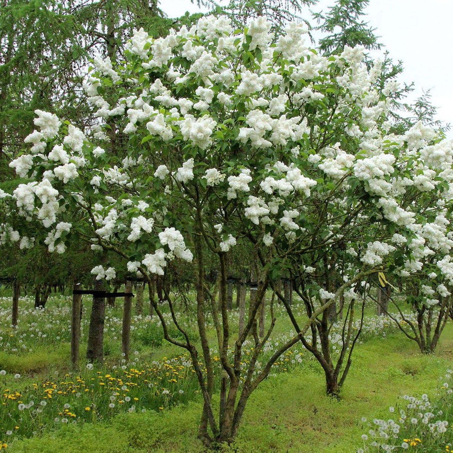 Syringa Madame Lemoine (10L, 5-6ft)