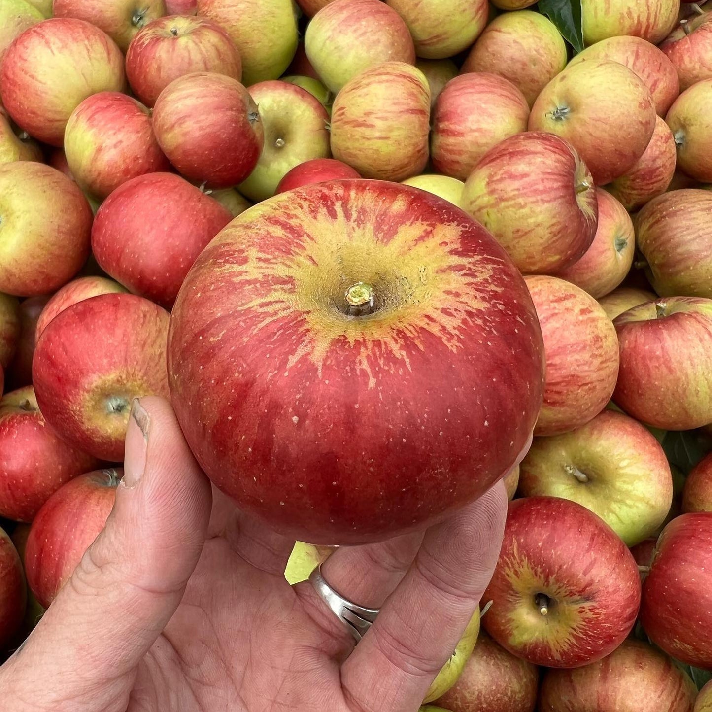 Apple Cox's Orange Pippen Tree (7.5L, 4-5ft)