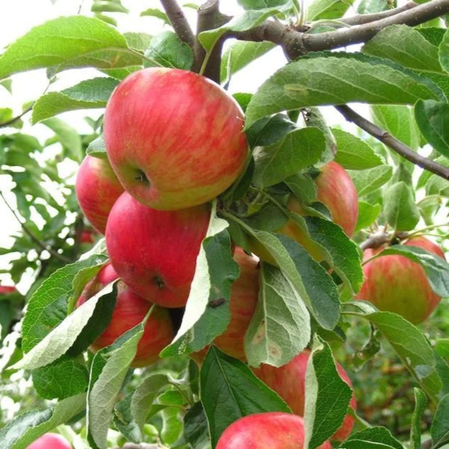 Apple Gala Tree (7.5L, 4-5ft)
