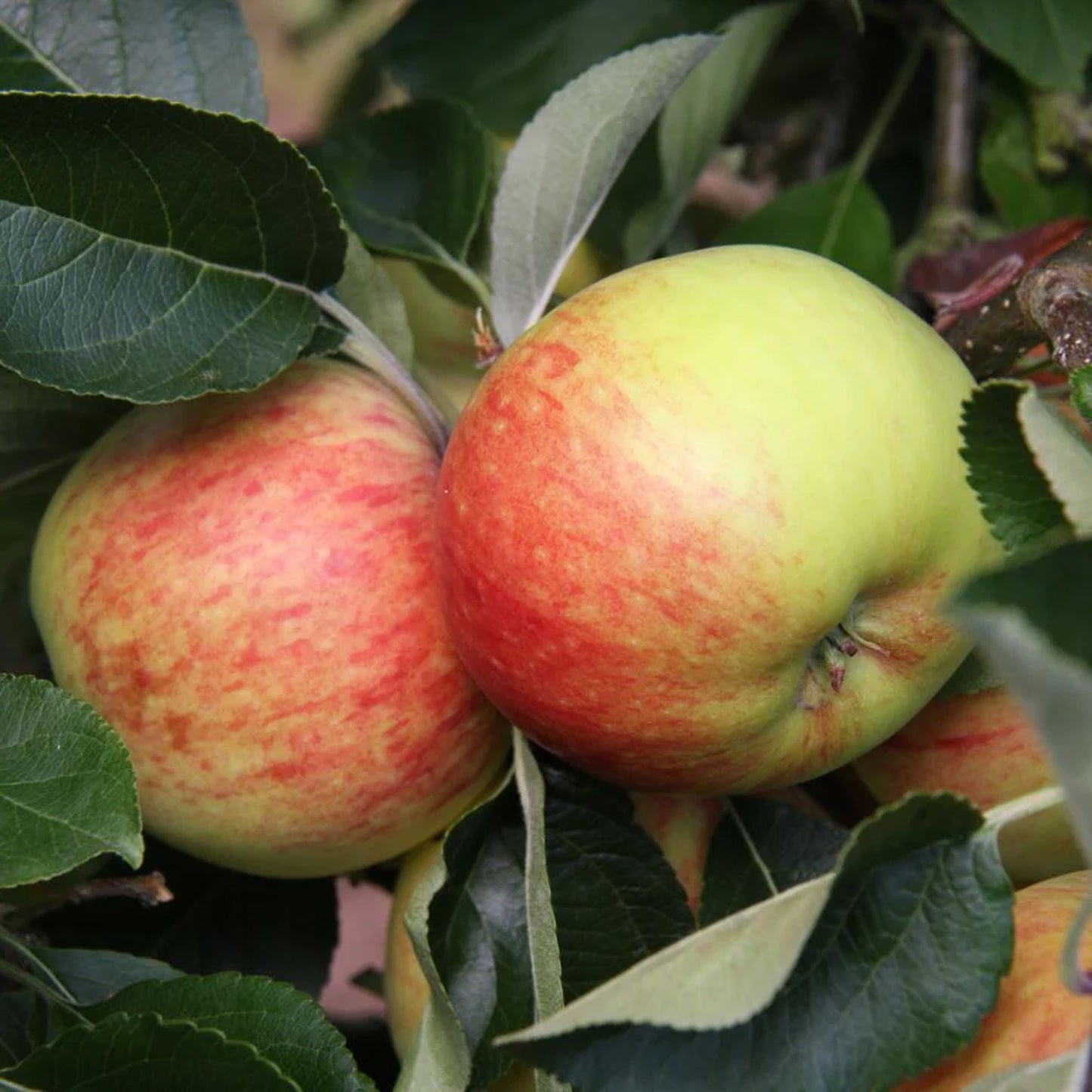 Apple James Grieve Tree (7.5L, 4-5ft)
