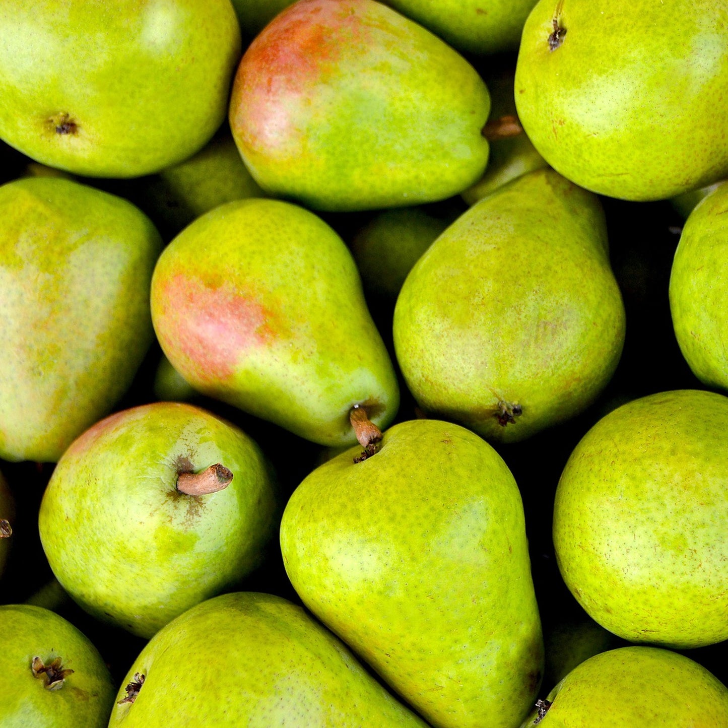 Pear Williams Tree (7.5L, 4-5ft)