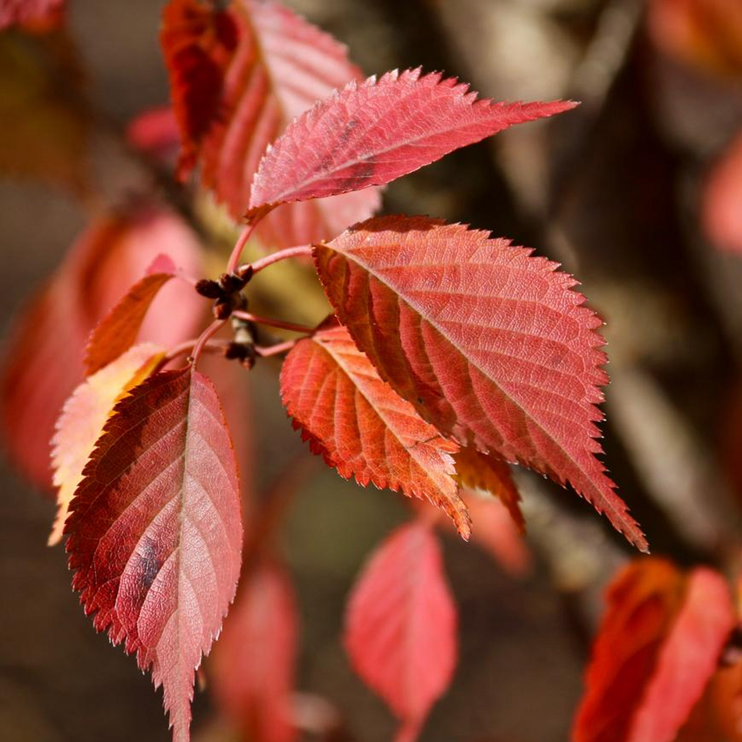 Prunus First Blush (12L, 5-6ft)