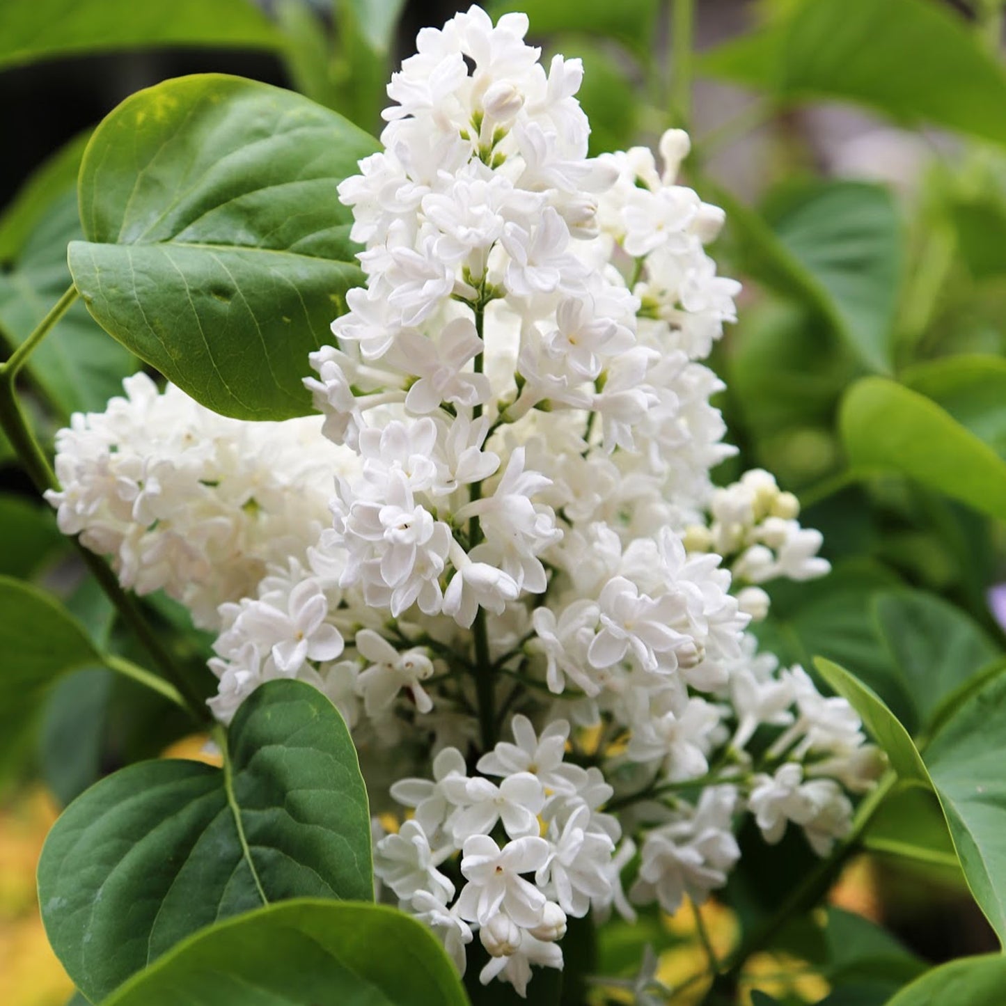 Syringa Madame Lemoine (10L, 5-6ft)
