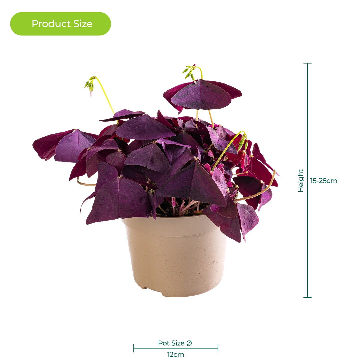 Oxalis Triangularis Ikigai