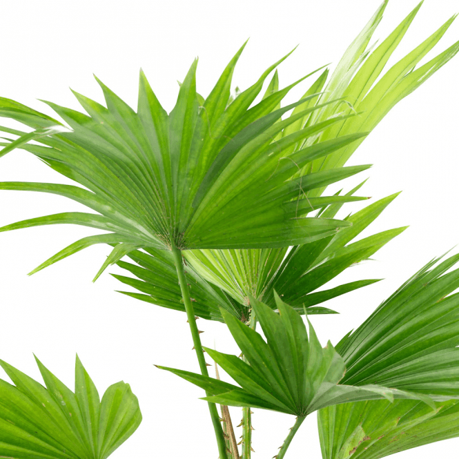 Livistona Palm (12cm)