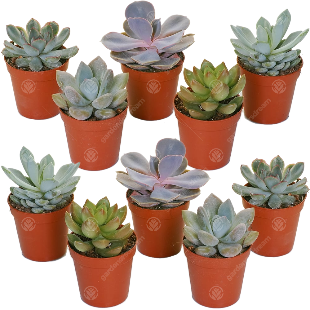 Echeveria Mix (5cm, 10 plants)