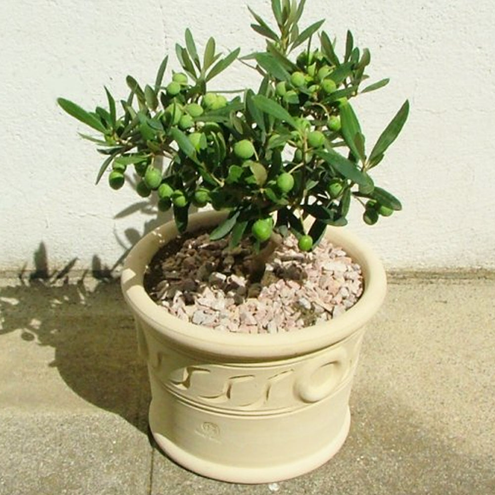 Olivia Europeana Olive tree (14cm) - 3 trees