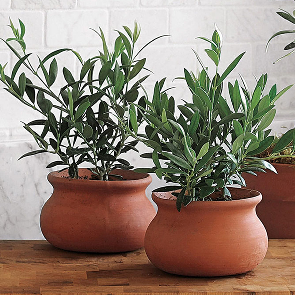 Olivia Europeana Olive tree (14cm) - 3 trees