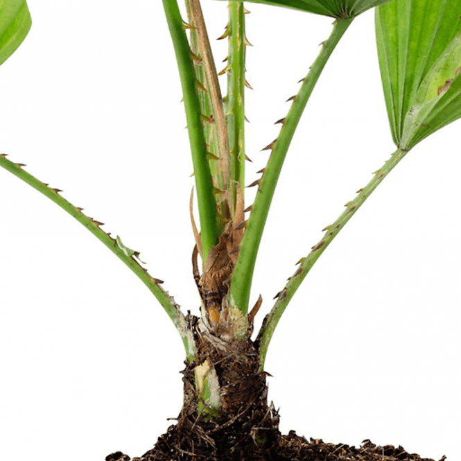 Livistona Palm (12cm)