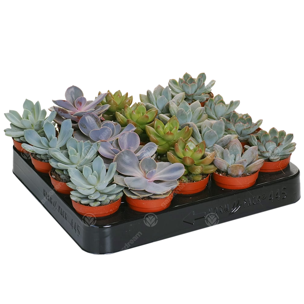 Echeveria Mix (5cm, 20 plants)