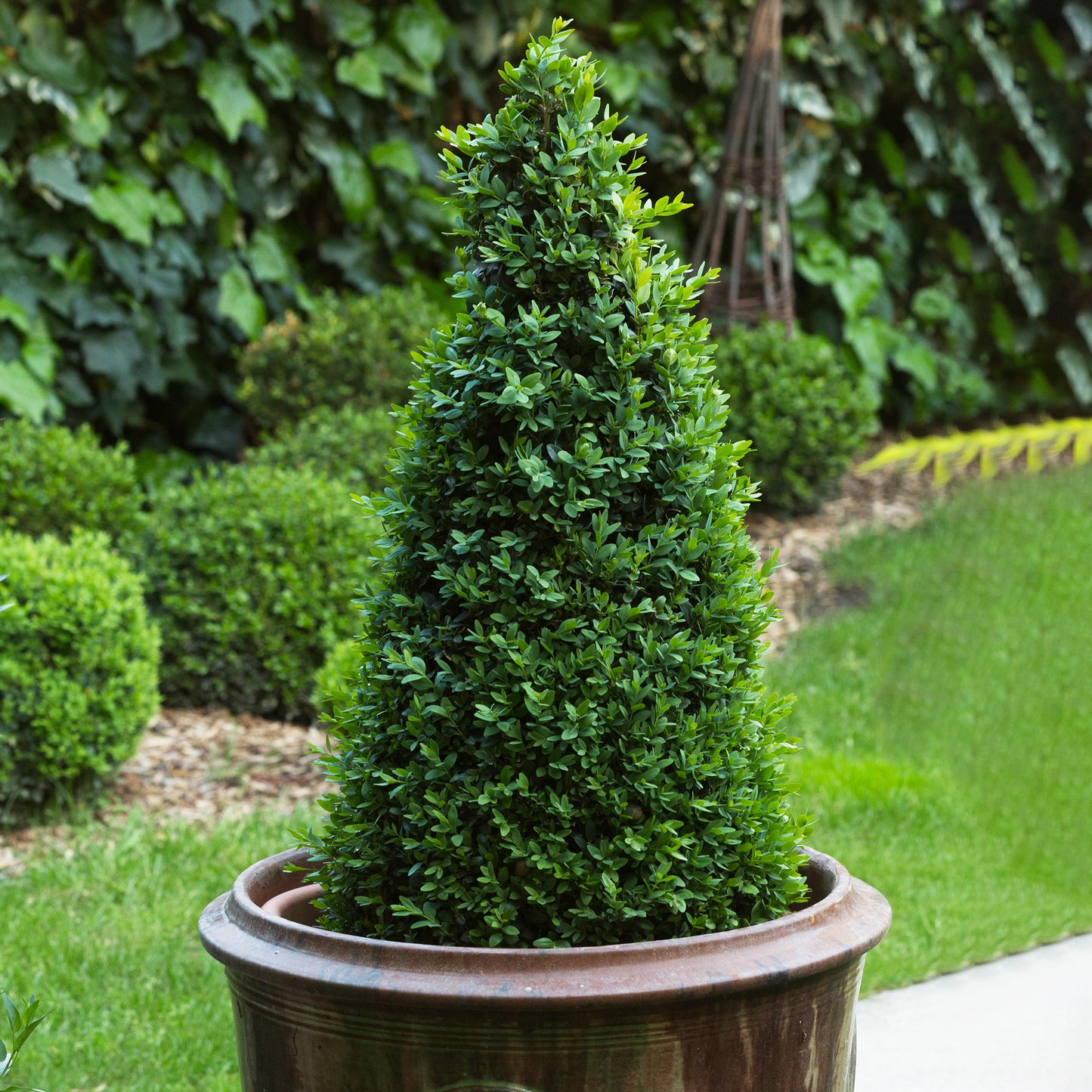 Buxus Pyramid (60-70cm, 2 Pack)