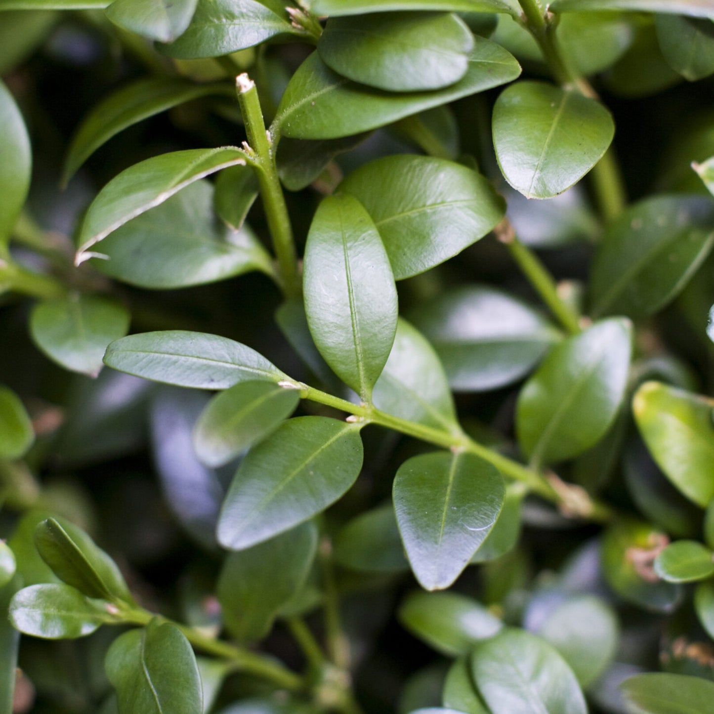 Buxus Pyramid (60-70cm, 2 Pack)