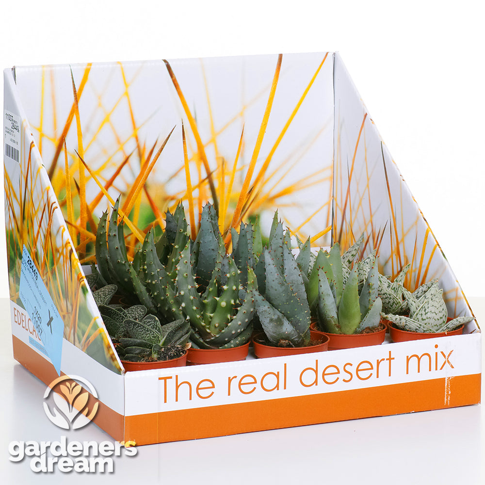 Aloe Mix In Showbox (5.5cm, 10 plants)