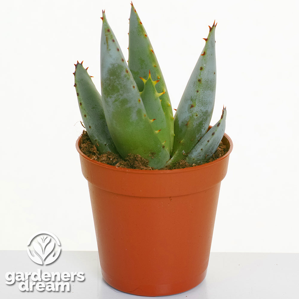 Aloe Mix In Showbox (5.5cm, 10 plants)