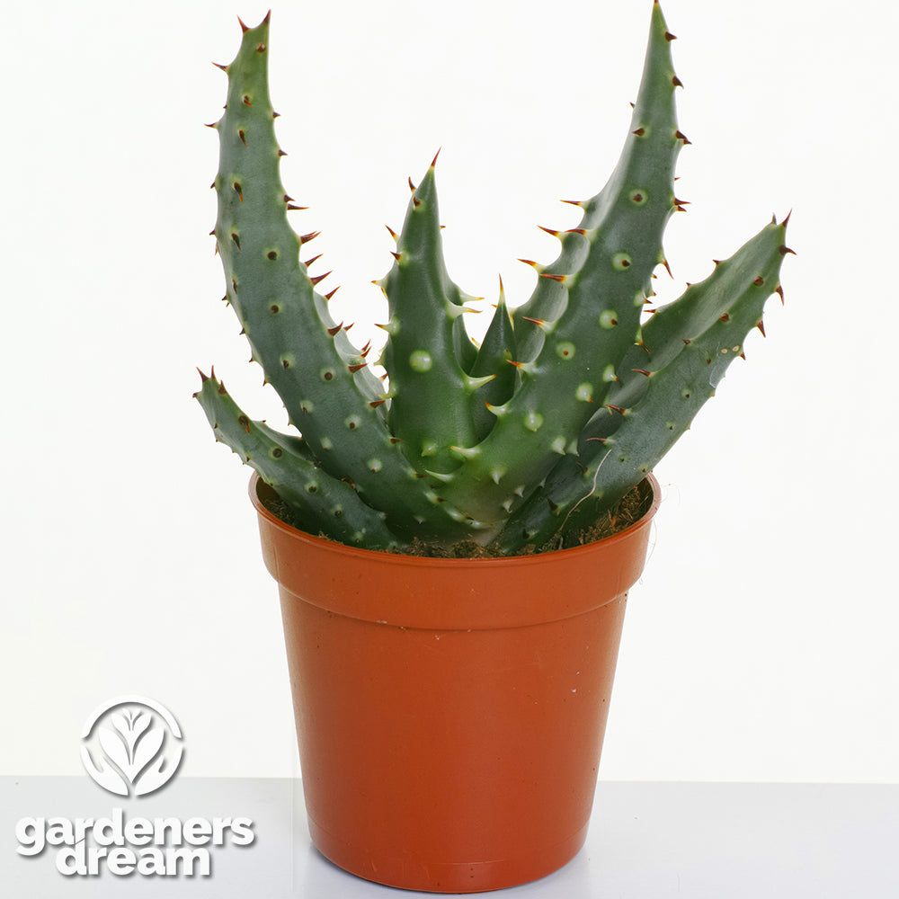 Aloe Mix In Showbox (5.5cm, 10 plants)