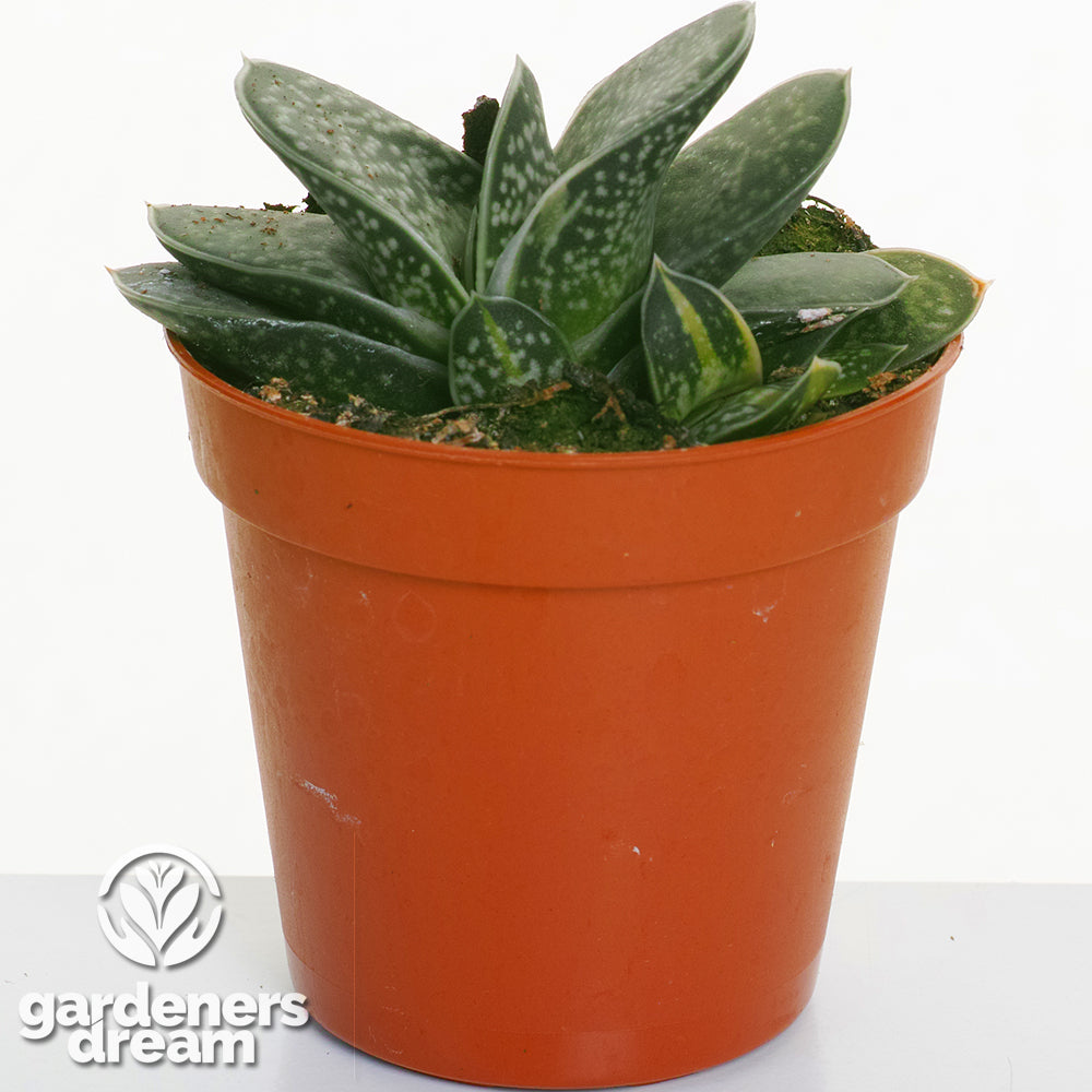 Aloe Mix In Showbox (5.5cm, 20 plants)