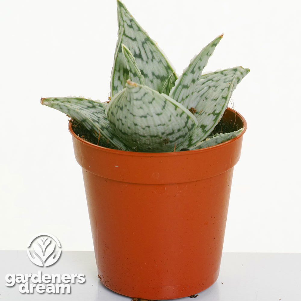 Aloe Mix In Showbox (5.5cm, 10 plants)