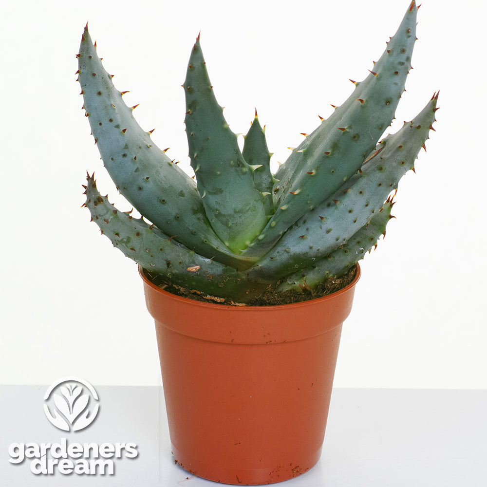 Aloe Mix In Showbox (5.5cm, 20 plants)