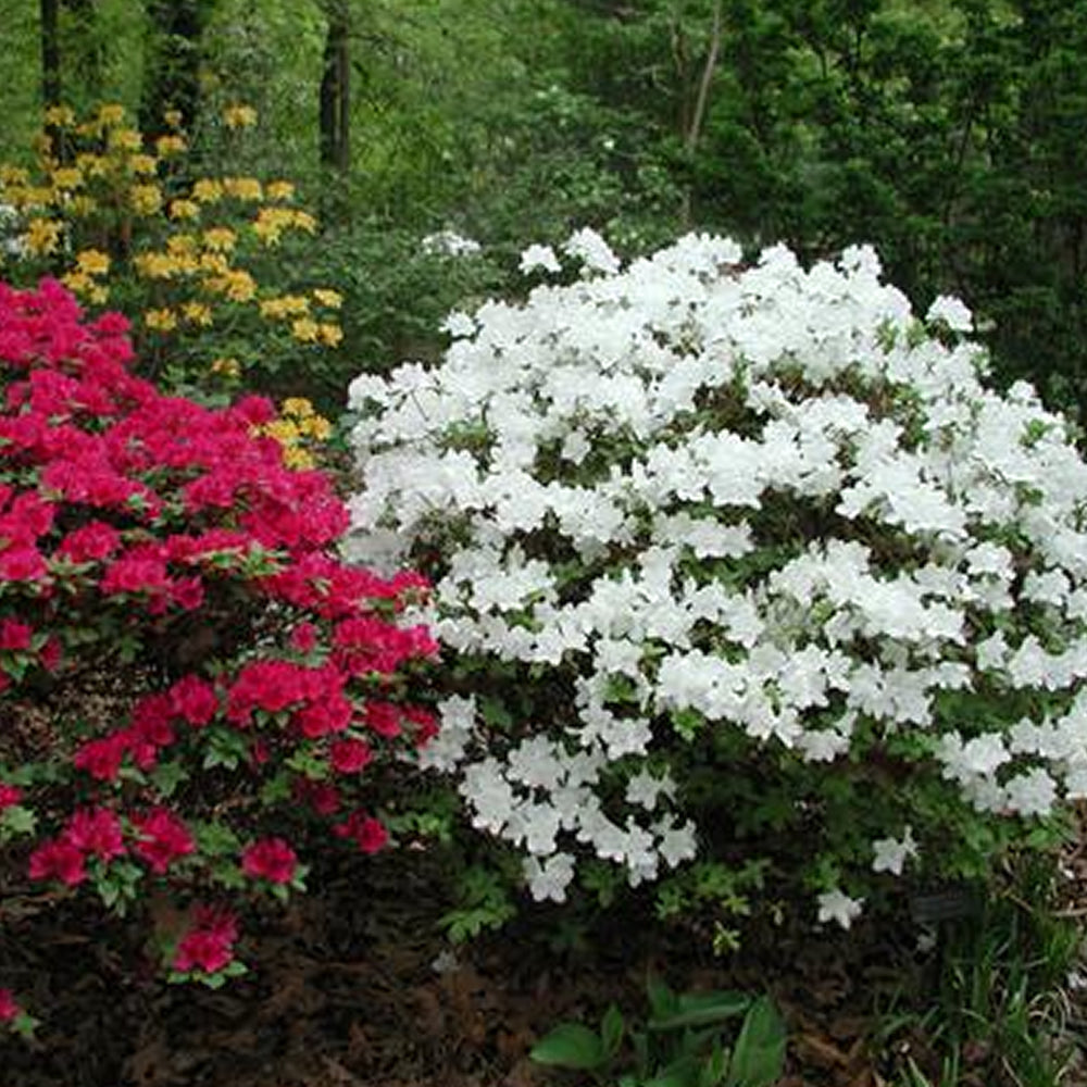 Azalea White (9cm)