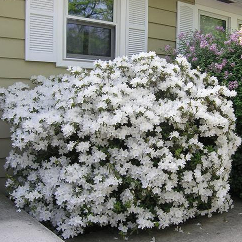 Azalea White (9cm)