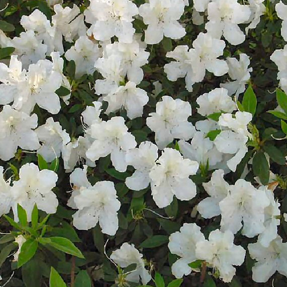 Azalea White (9cm)