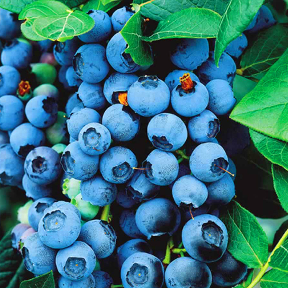 Blueberry Goldtraube (9cm)