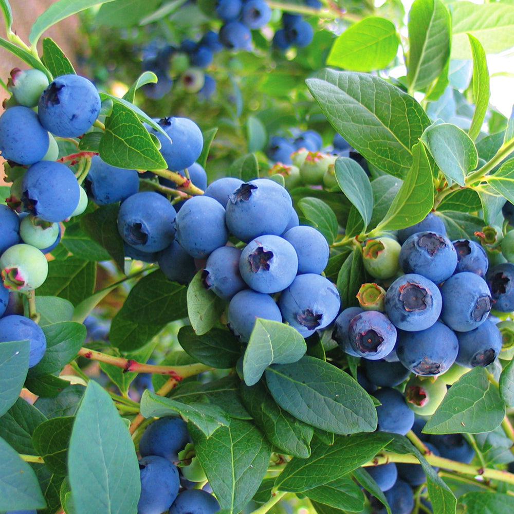 Blueberry Goldtraube (9cm)