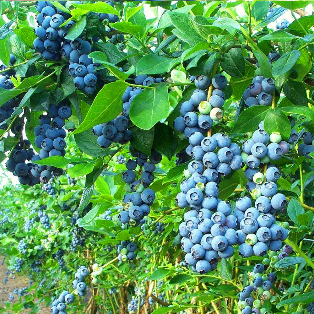 Blueberry Goldtraube (9cm)