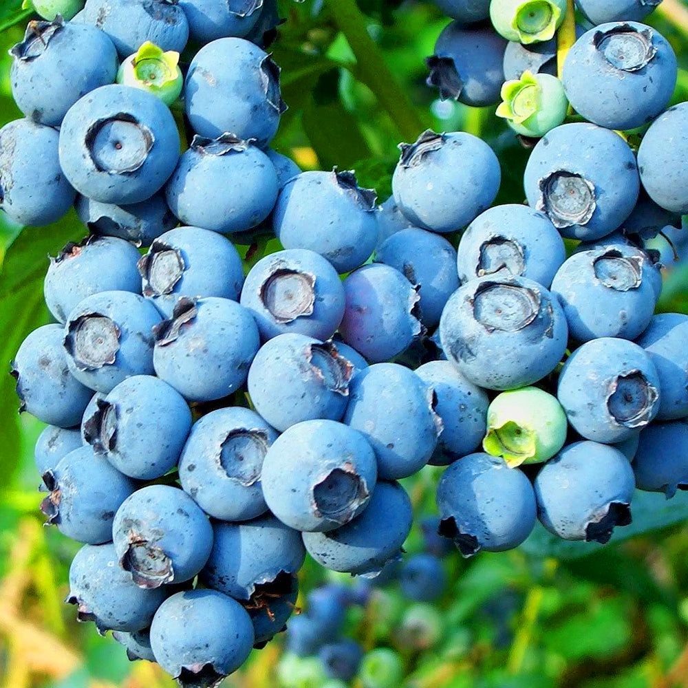 Blueberry Goldtraube (9cm)
