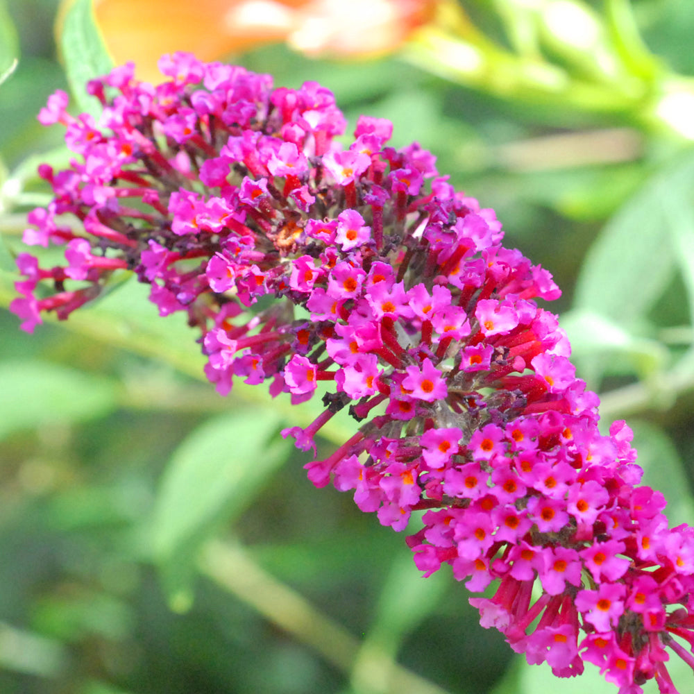 Buddleia Velvet (9cm)