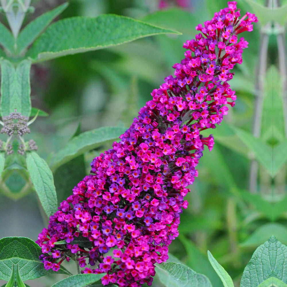 Buddleia Velvet (9cm)