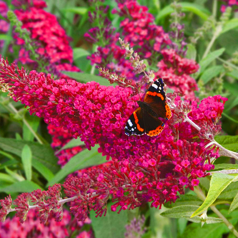 Buddleia Velvet (9cm)