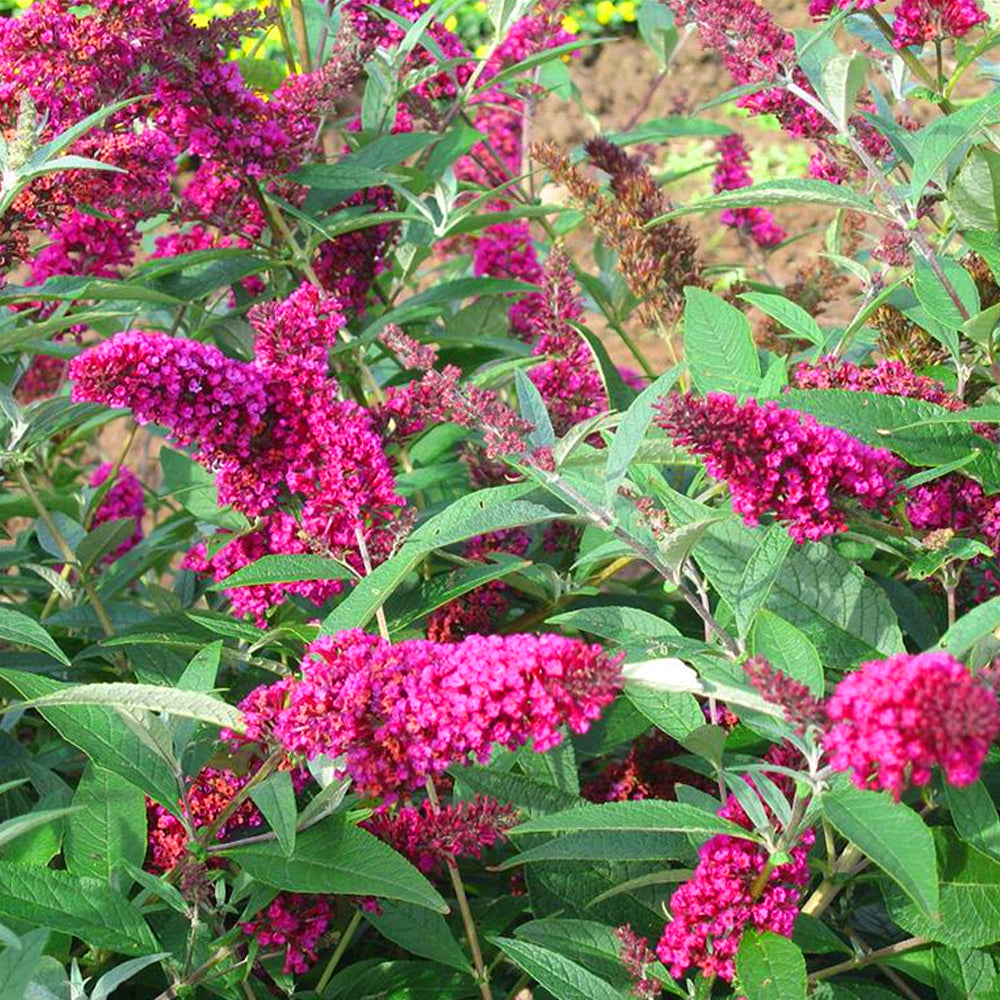Buddleia Velvet (9cm)