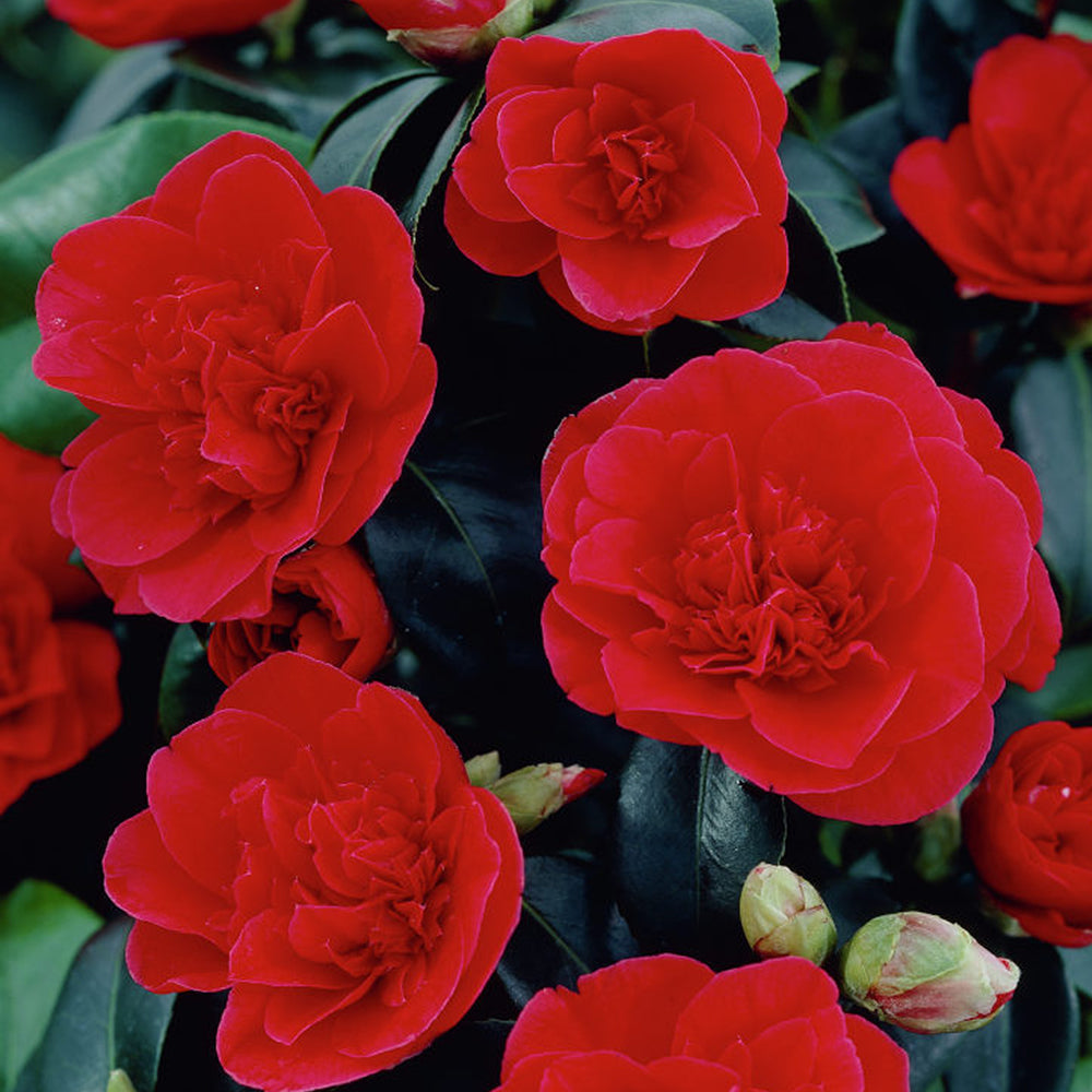 Camellia japonica Lady Campbell (9cm)