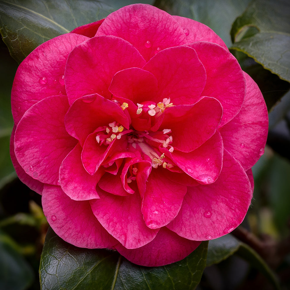 Camellia japonica Lady Campbell (9cm)