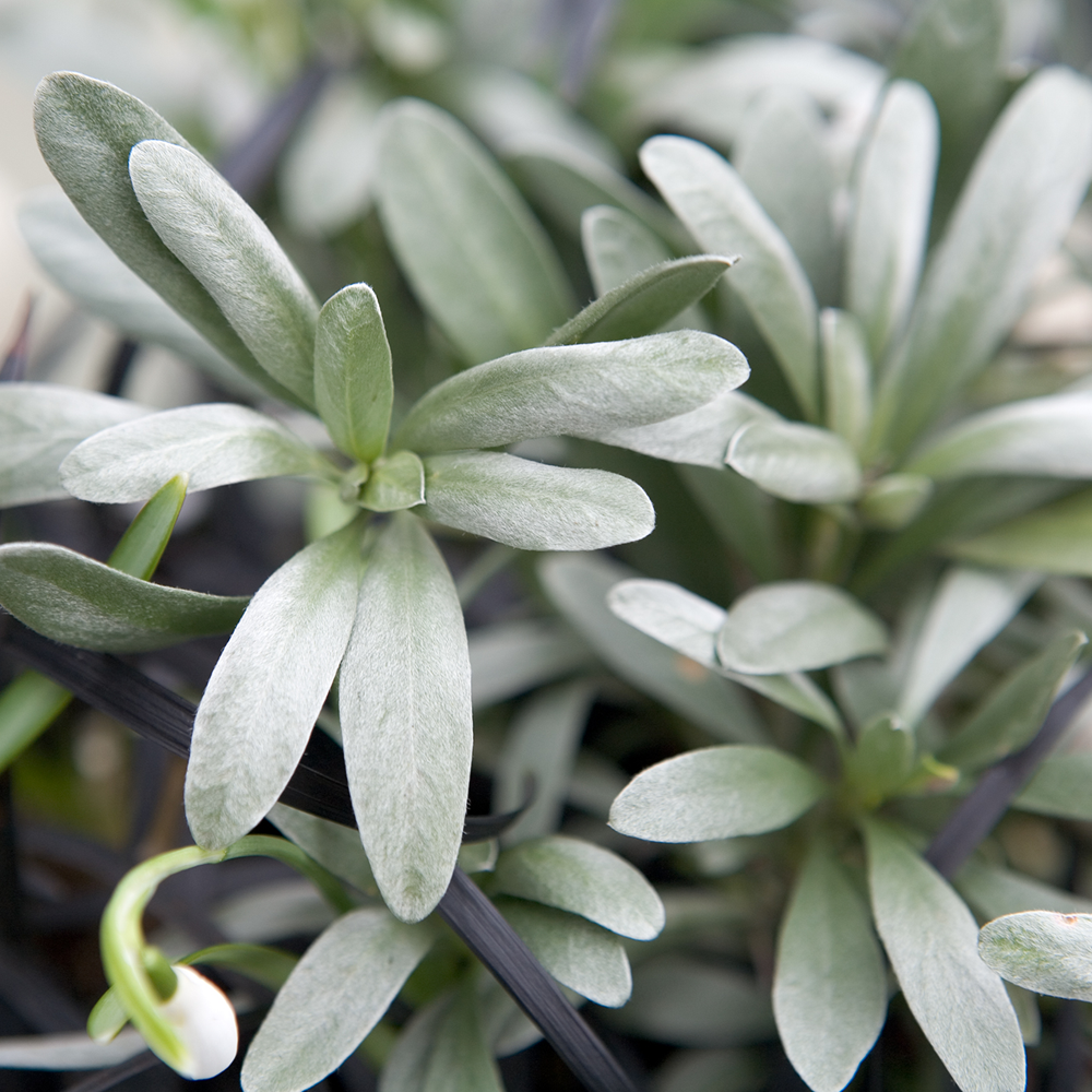 Convolvulus Cneorum (9cm)