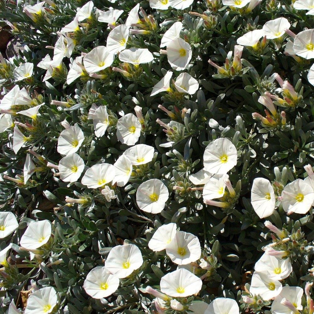 Convolvulus Cneorum (9cm)