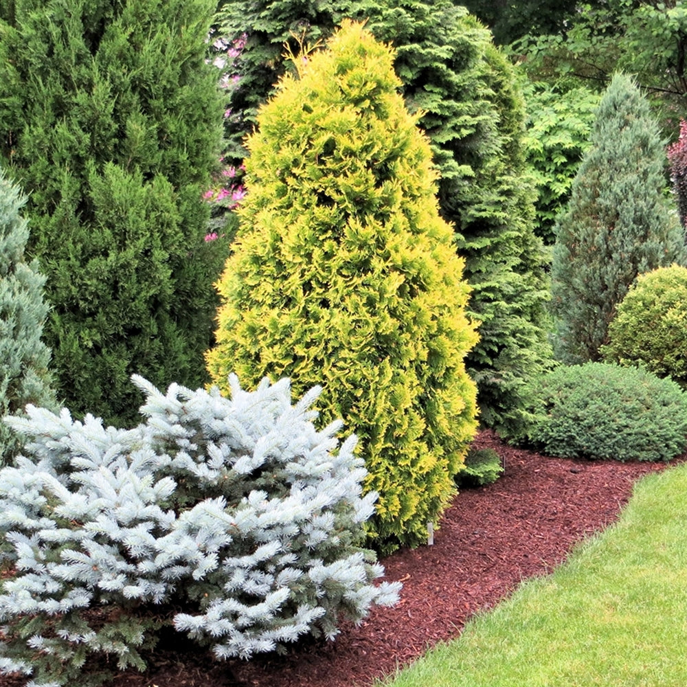 Conifer Mix (9cm, Carry Six Pack)