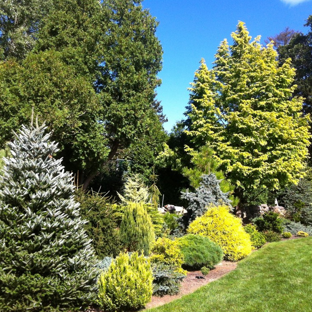 Conifer Mix (9cm, Carry Six Pack)
