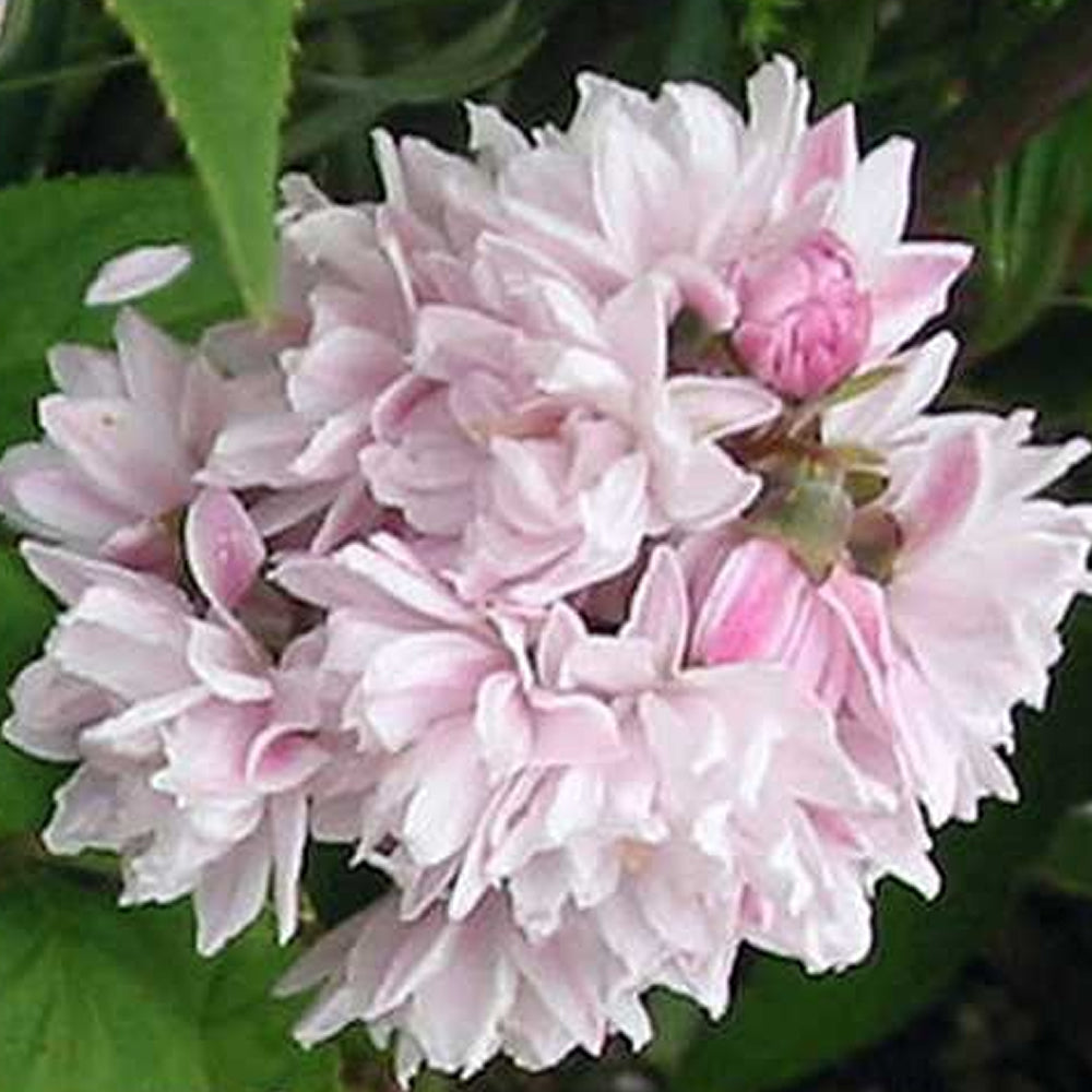 Deutzia Mont Rose (9cm)