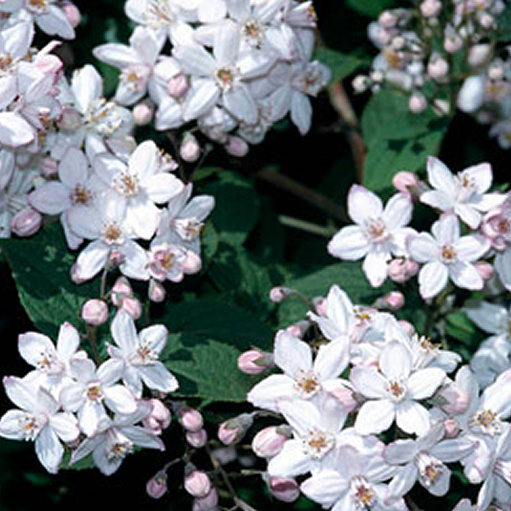 Deutzia Mont Rose (9cm)
