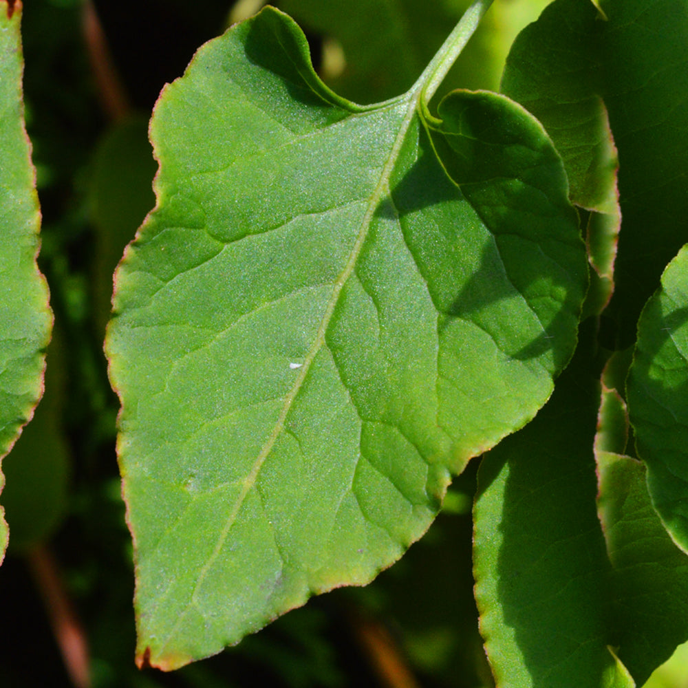 Fallopia Baldschuanica (9cm)