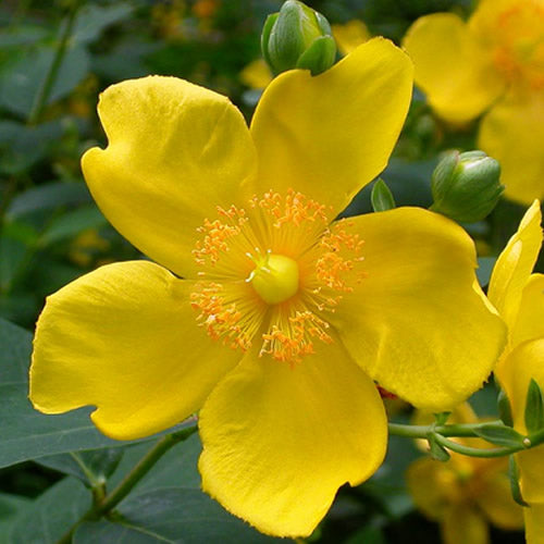 Hypericum Hidcote (9cm)