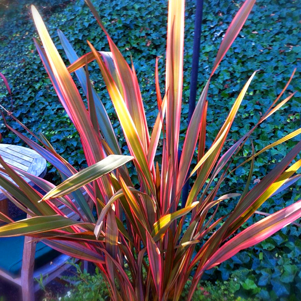 Phormium Maori Maiden (9cm)