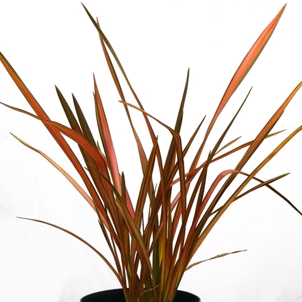 Phormium Maori Maiden (9cm)