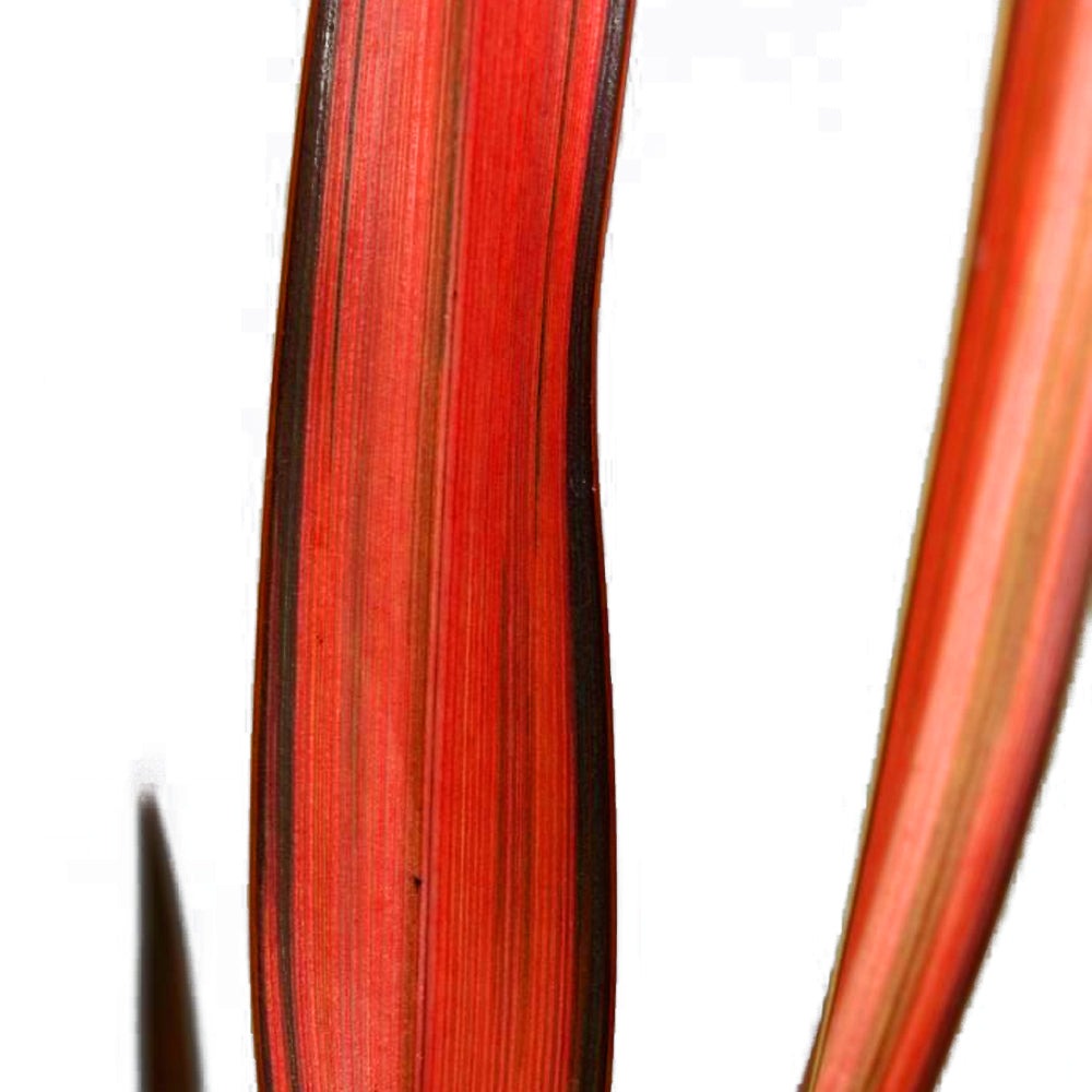 Phormium Maori Maiden (9cm)
