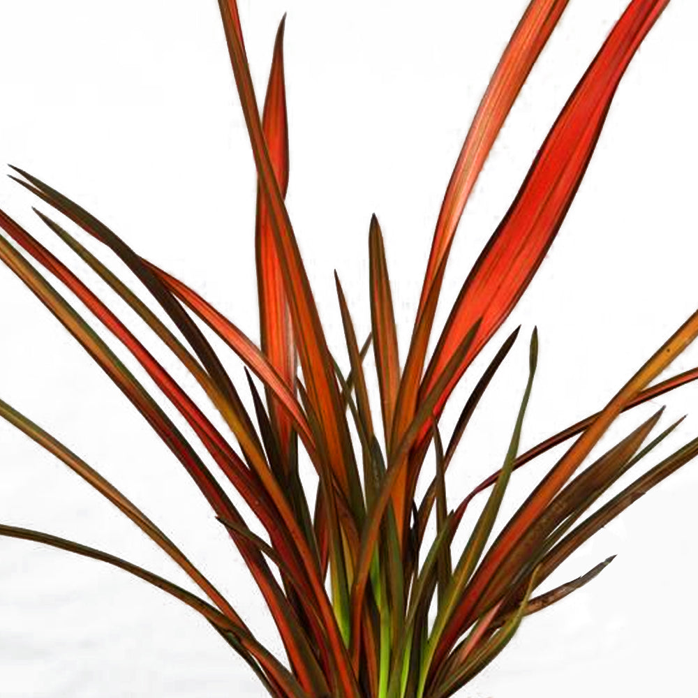 Phormium Maori Maiden (9cm)